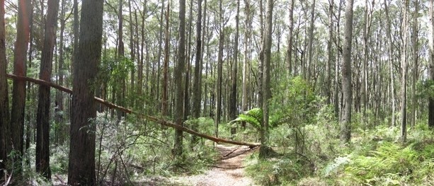 Grey Gum Walking Track – Dandenong Ranges National Park – Silvan – Victoria