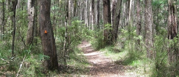 Messmate Walking Track – Dandenong Ranges National Park – Silvan – Victoria