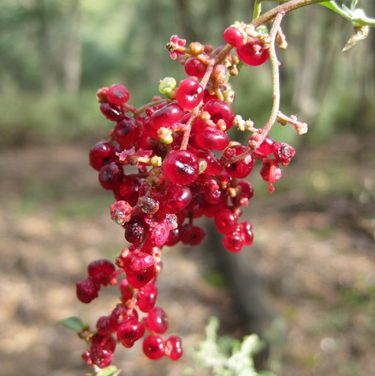 Melbourne Day-Walk: Coimadai Creek Hike – Long Forest Nature Conservation Reserve – Bacchus Marsh – Victoria