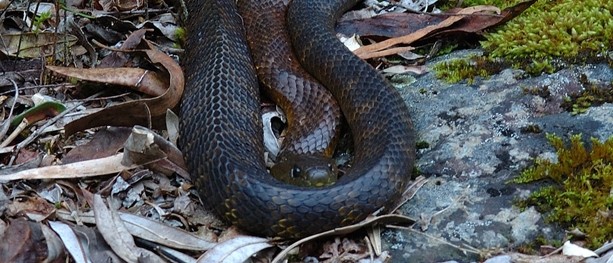 Stay safe from slithering snakes this summer: Advice for avoiding ...