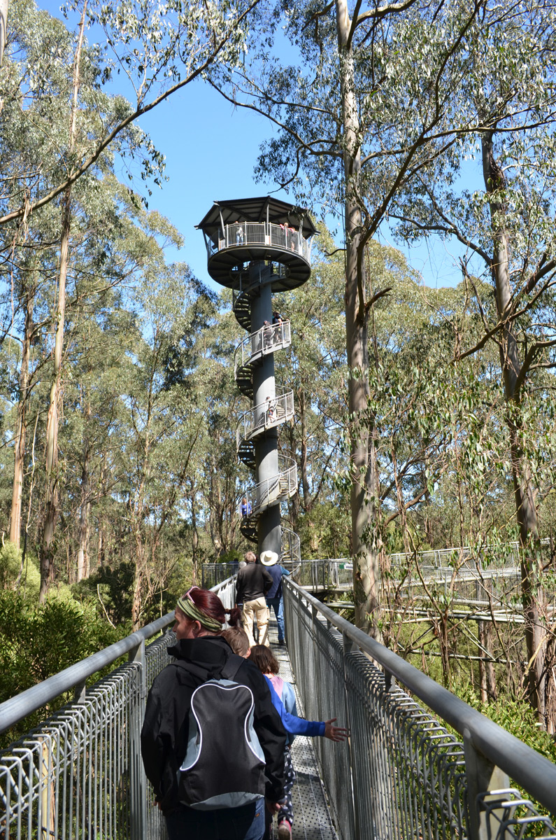 Otway Fly Treetop Walk tower
