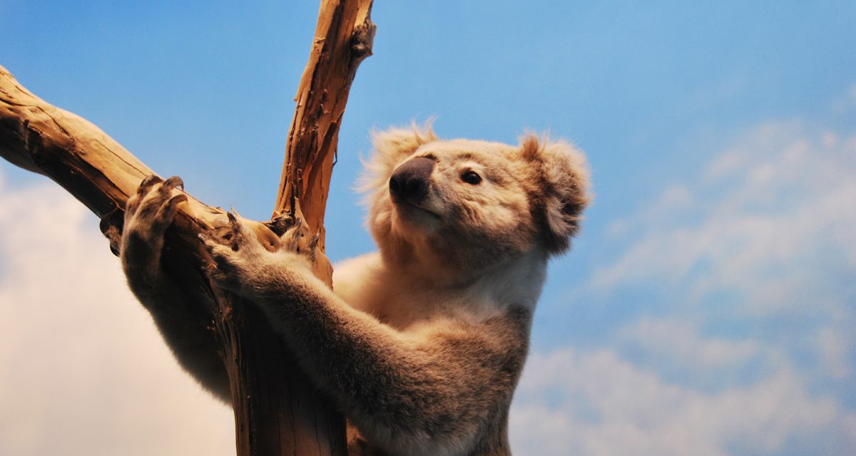 Koalas need us:  An urgent reason to repair the rivers of Melbourne’s Western Plains