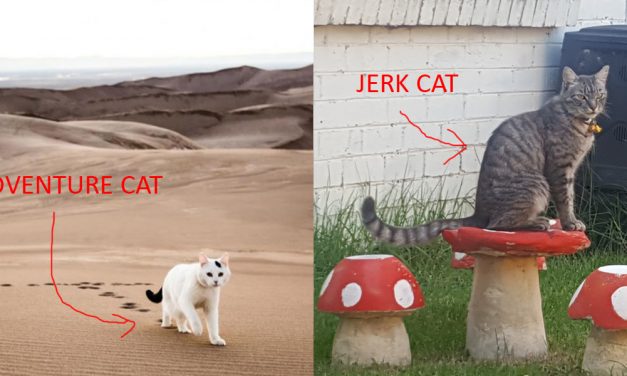 Got a cat who’s not a total jerk? Train it to be an adventure cat