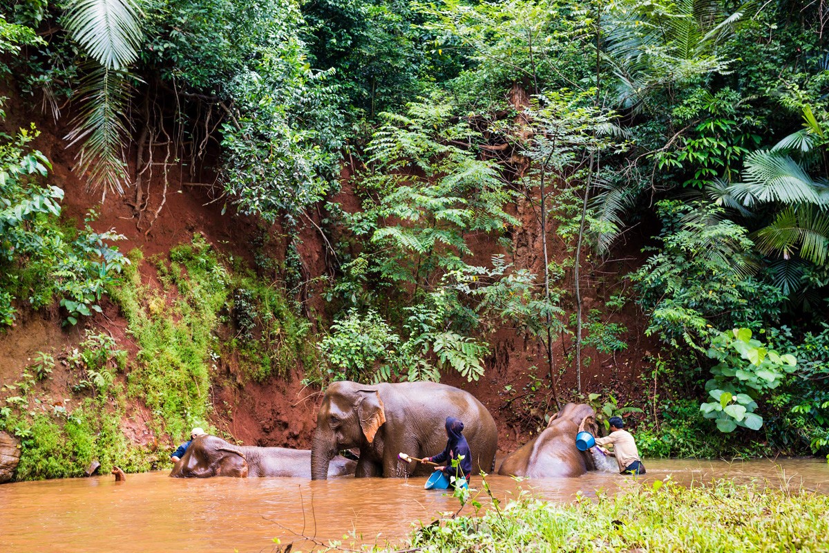 Trekking with elephants in eastern Cambodia