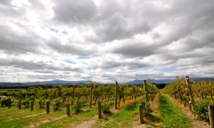 Melbourne’s Yarra Valley region: The best walks and wineries