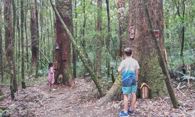 Forest Fairies at Otway Fly Treetop Walk bring some magic to the Otways