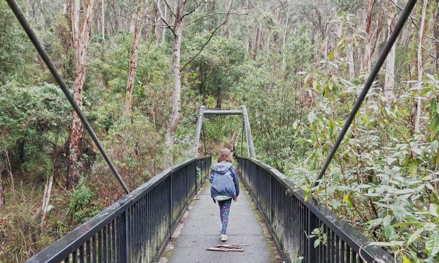 Living Bush Nature Walk – Dandenong Ranges National Park (Victoria)