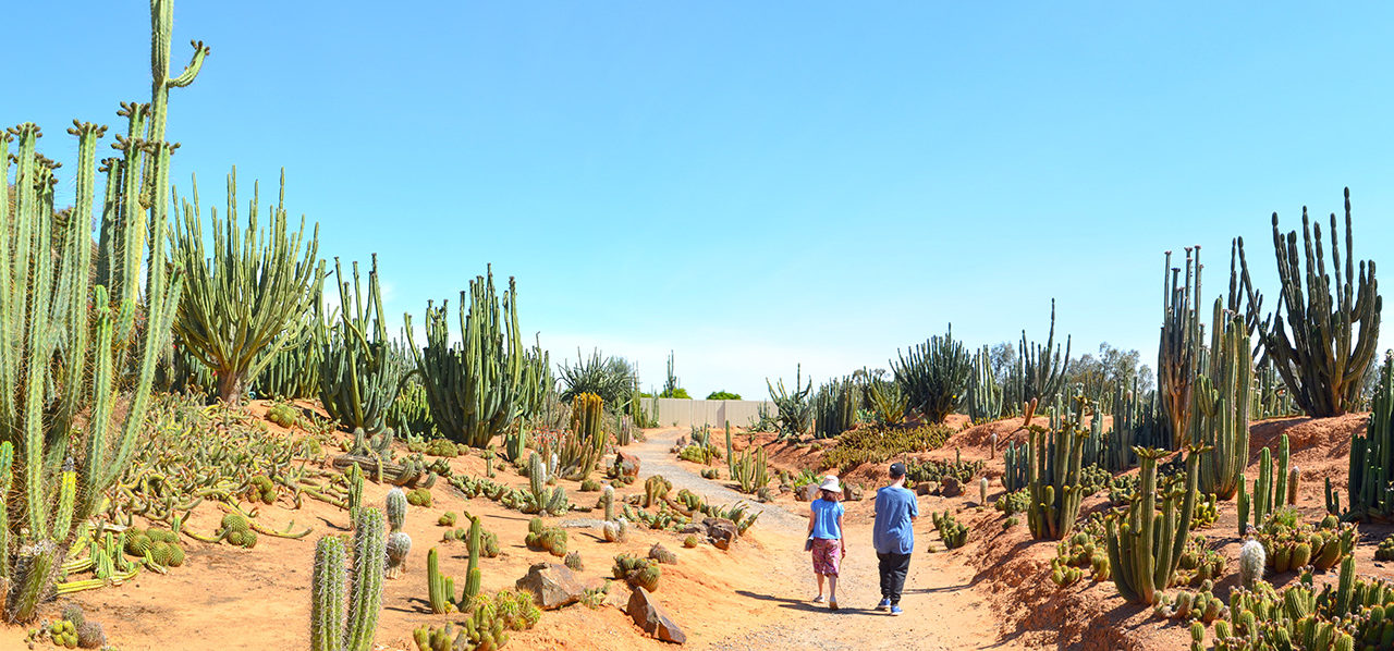 Cactus Country (Strathmerton, Victoria): Because what’s better than giant cacti and margarita slushies?