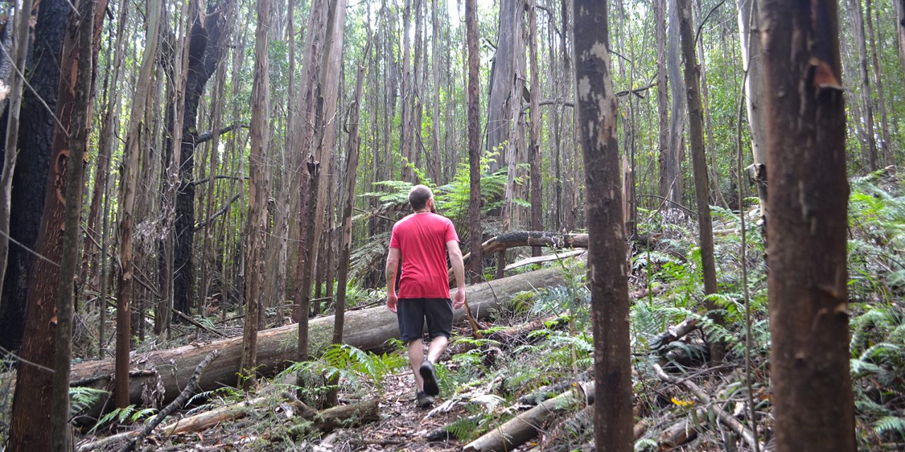 The hikes of Mount Disappointment State Forest (Victoria, Australia)