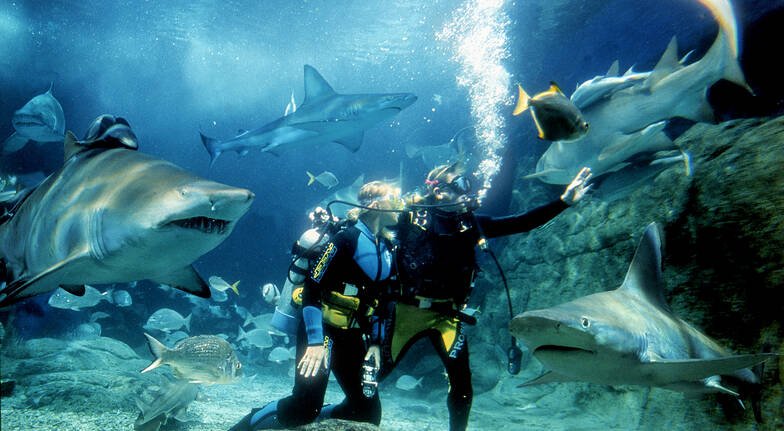 Diving with sharks - Melbourne Aquarium